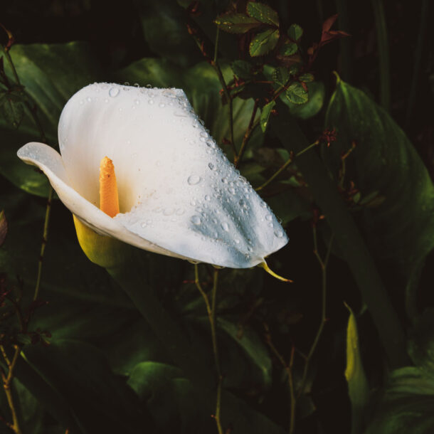 calas blanca con lluvia